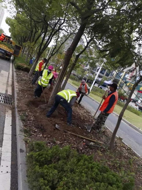 我校順利推動皖江大道綠化隔離帶移除工程落地